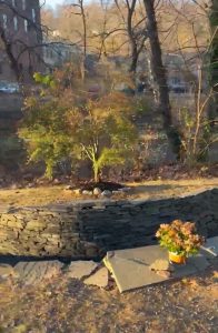 A newly replanted split leaf maple tree with green leaves stands by the Water Way sculpture created by the late Paul Deery on the Karl Stirner Arts Trail in Easton, Pennsylvania.