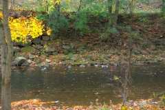 Several ducks swim together in Bushkill Creek by the Karl Stirner Arts Trail in Easton, Pennsylvania.