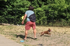 Frisbee-throw-with-dog-scaled