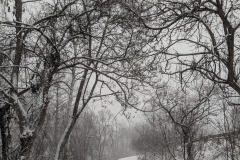 Overhead tree branches