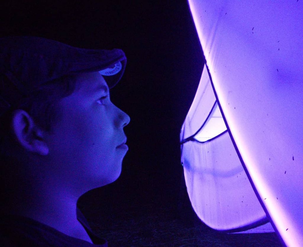 The side profile of a male looking at the illuminated Sculpture Love Motel for Insects, which has a purple hue.