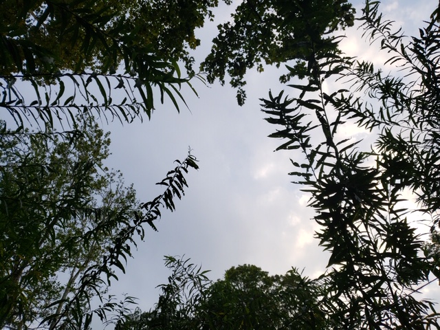 An view from the ground of the threes comprising the installation Living Willow on the Karl Stirner Arts Trail in Easton, Pennsylvania