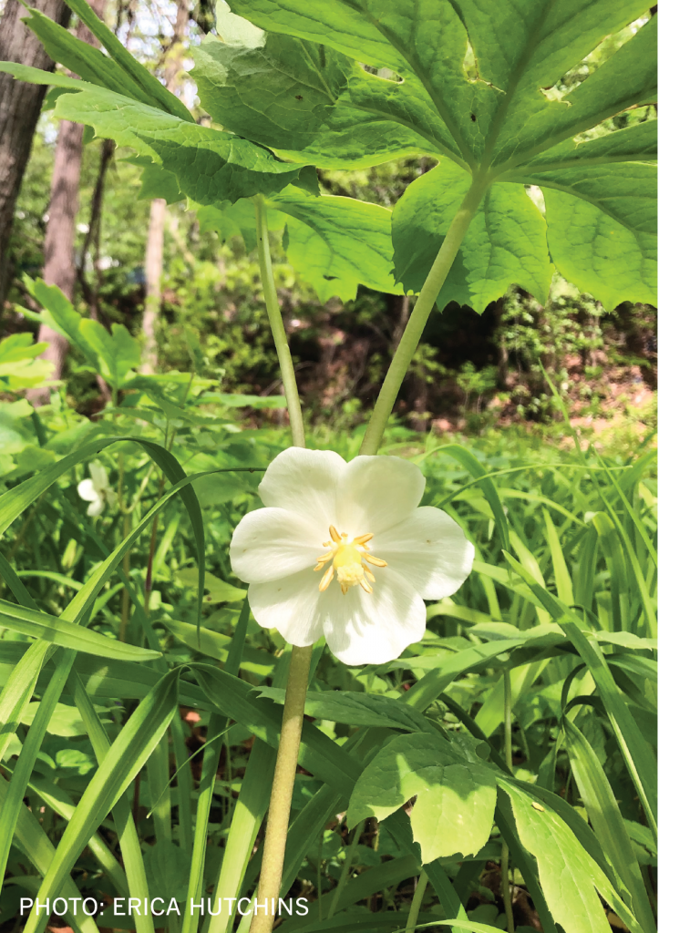 A white flower amid green leaves on the Karl Stirner Arts Trail in Easton, Pennsylvania.