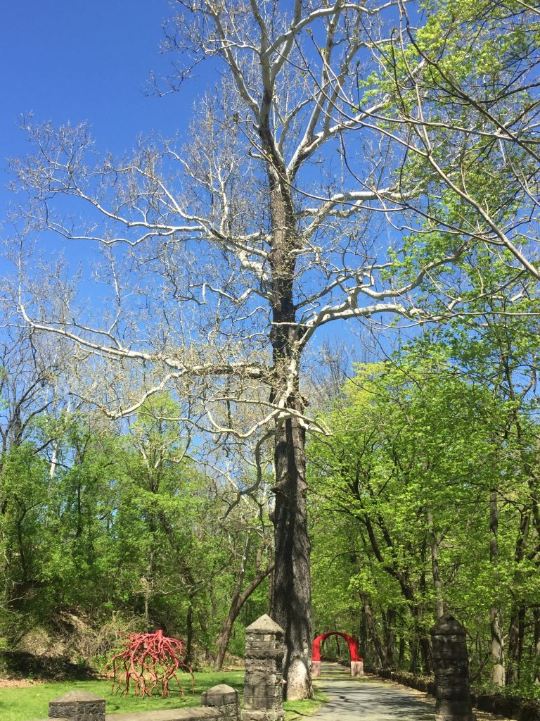 A sycamore tree, called the witness tree, that was planted in the 18 century and is within the Karl Stirner Arts Trail in Easton, Pennsylvania