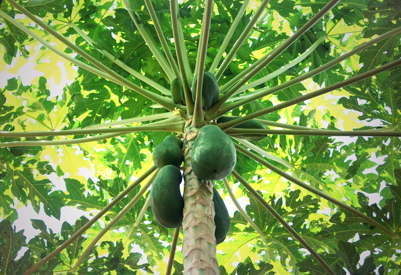 A view of a pawpaw tree from below that includes several green fruits, the trunk, branches, and green leaves