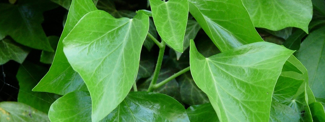 Green poison ivy leaves
