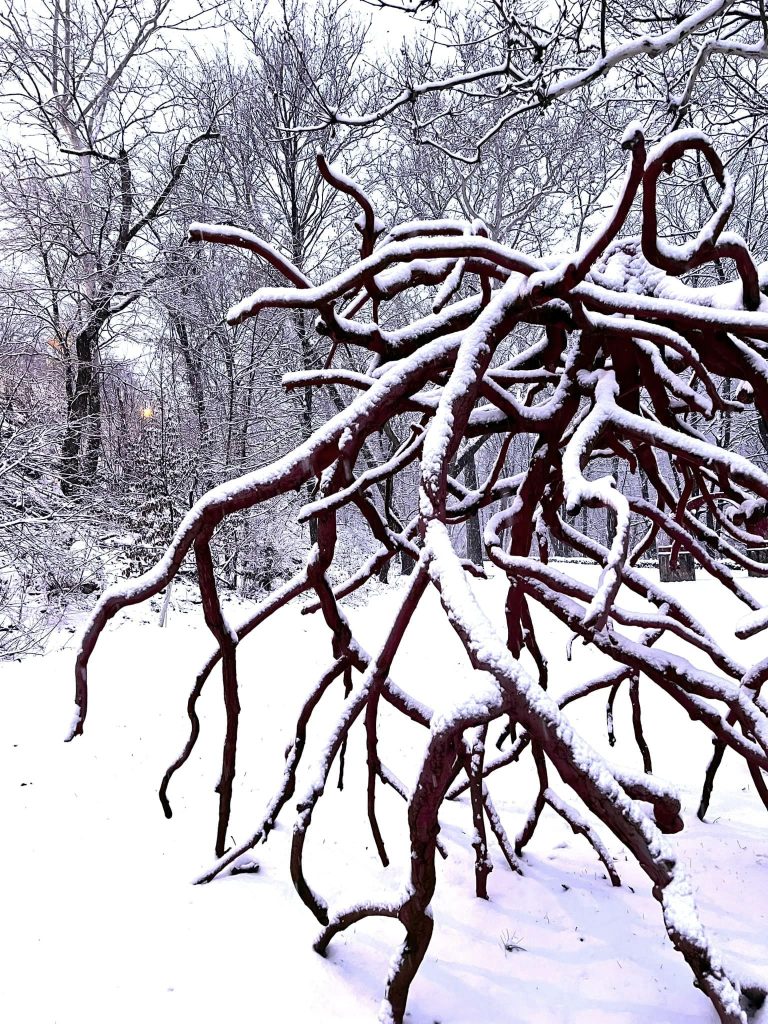 The maroon Steve Tobin sculpture Late Bronze Root is covered by snow on the Karl Stirner Arts Trail in Easton, Pennsylvania.