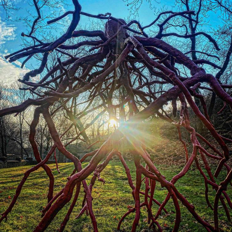 Sunlight peeks through the root-like structure of the maroon Late Bronze Root sculpture on the Karl Stirner Arts Trail in Easton, Pennsylvania.