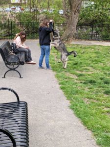 A dog stands on its hind legs and bites his leash while in the dog park with his owners, two teen sisters, on Pink flowers on the Karl Stirner Arts Trail in Easton, Pennsylvania. 