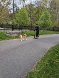 A man on a scooter takes his dog on a walk on Pink flowers on the Karl Stirner Arts Trail in Easton, Pennsylvania.