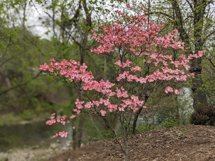 A tree with pink leaves on Pink flowers on the Karl Stirner Arts Trail in Easton, Pennsylvania